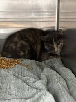 61104516 -  Domestic Short Hair Cat for Adoption in El Paso, Texas - 61104516 | PetCurious