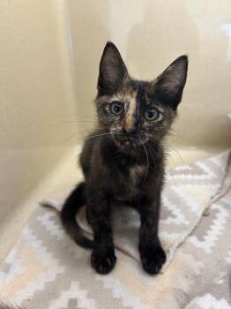 Smidge -  Domestic Short Hair Cat for Adoption in Gautier, Mississippi - Smidge | PetCurious