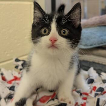 Domestic Short Hair Cats Available for Adoption - Gilbert | PetCurious