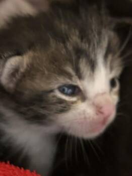 Domestic Short Hair Cats Available for Adoption in Riverside, California - ROCCO | PetCurious