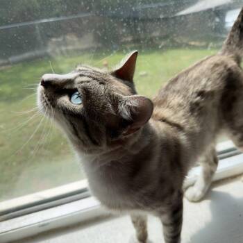 Bunny (medical) -  Domestic Short Hair Cat for Adoption in Parrish, Alabama - Bunny (medical) | PetCurious