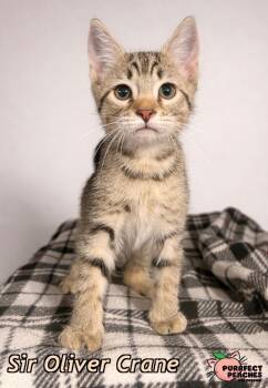 Domestic Short Hair Cats Available for Adoption in Douglasville, Georgia - Sir Oliver Crane | PetCurious