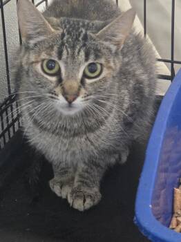 Madre -  Domestic Short Hair Cat for Adoption in Salmon, Idaho - Madre | PetCurious