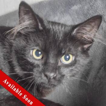 Bombay and Domestic Short Hair Cats Available for Adoption in Huntley, Illinois - Oahu | PetCurious