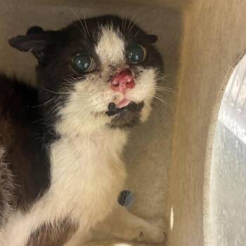 72657 -  Domestic Short Hair Cat for Adoption in Harrisonburg, Virginia - 72657 | PetCurious