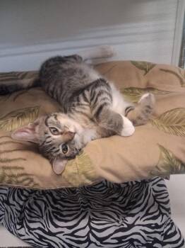 Greg -  Domestic Short Hair Cat for Adoption in Hot Springs, South Dakota - Greg | PetCurious