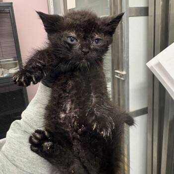 Bramble -  Domestic Short Hair Cat for Adoption in Binghamton, New York - Bramble | PetCurious