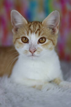 Rescue Domestic Short Hair Cats for Adoption in Lewisburg, Tennessee - June | PetCurious