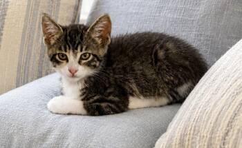 Milo -  Domestic Short Hair and Tabby Cat for Adoption in Vacaville, California - Milo | PetCurious