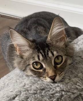 Anita -  Maine Coon and Domestic Long Hair Cat for Adoption in Allentown, New Jersey - Anita | PetCurious