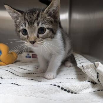 Miss Pickle -  Domestic Short Hair Cat for Adoption in Indianapolis, Indiana - Miss Pickle | PetCurious