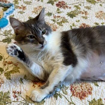 Domestic Short Hair Cats Available for Adoption - Ta