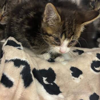 Domestic Short Hair Cats Available for Adoption - Spider | PetCurious