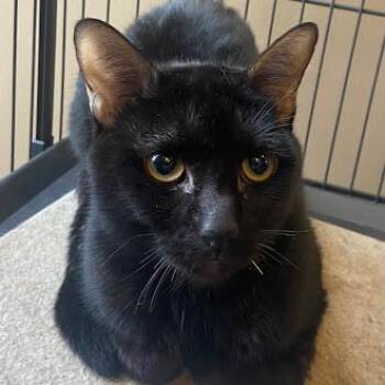 Rescue Domestic Short Hair Cats for Adoption in Germantown, Tennessee - Licorice | PetCurious
