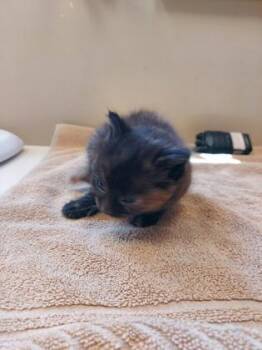 Freya -  Domestic Short Hair Cat for Adoption in Fishers, Indiana - Freya | PetCurious