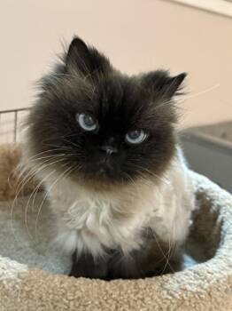 Himalayan Cats Available for Adoption in Kenosha, Wisconsin - KIT | PetCurious