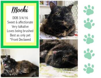 Domestic Medium Hair Cats Available for Adoption - Mochi | PetCurious