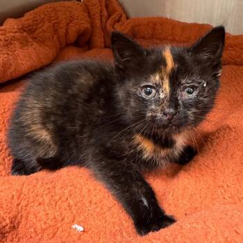 Domestic Short Hair Cats Available for Adoption in Roanoke, Virginia - Wink | PetCurious