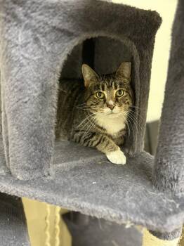 Domestic Short Hair Cats Available for Adoption - Smooch | PetCurious