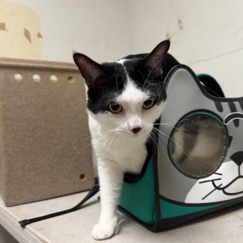 CASPER -  Domestic Short Hair Cat for Adoption in Philadelphia, Pennsylvania - CASPER | PetCurious