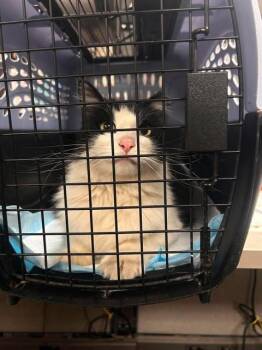 Crash -  Domestic Medium Hair Cat for Adoption in Fruit Heights, Utah - Crash | PetCurious