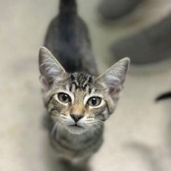 Rescue American Shorthair Cats for Adoption in Poplar Bluff, Missouri - Diego | PetCurious