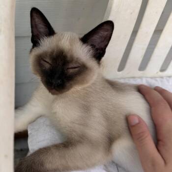 oatmeal -  Domestic Short Hair Cat for Adoption in Veneta, Oregon - Oatmeal | PetCurious
