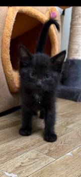 Domestic Short Hair Cats Available for Adoption in Virginia, Minnesota - Squid | PetCurious
