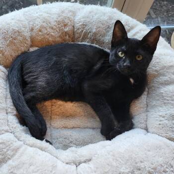 Domestic Short Hair Cats Available for Adoption - Betty | PetCurious