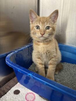 Beaver -  Domestic Short Hair Cat for Adoption in Yorkville, Illinois - Beaver | PetCurious