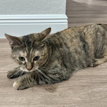 Domestic Short Hair Cats Available for Adoption - Button | PetCurious