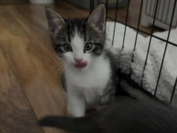 Rescue Domestic Short Hair Cats for Adoption in Gallup, New Mexico - August | PetCurious