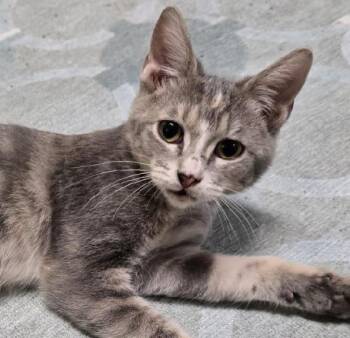 Rescue Dilute Tortoiseshell and Tabby Cats for Adoption in Las Cruces, New Mexico - Shaw | PetCurious