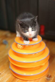 Zemfira -  Domestic Short Hair Cat for Adoption in New Prague, Minnesota - Zemfira | PetCurious