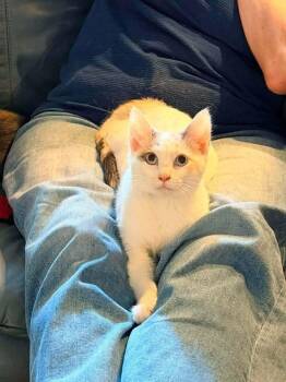 CARI -  Calico Cat for Adoption in Capshaw, Alabama - CARI | PetCurious