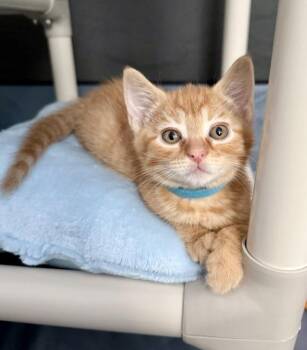 Tangelo -  Domestic Short Hair Cat for Adoption in Seattle, Washington - Tangelo | PetCurious