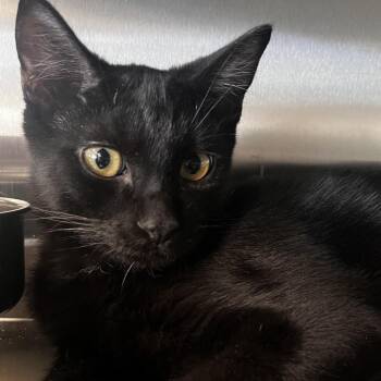 Cassidy -  Domestic Short Hair Cat for Adoption in Reno, Nevada - Cassidy | PetCurious