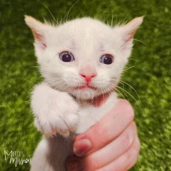 Flame -  Domestic Short Hair Cat for Adoption in Spokane, Washington - Flame | PetCurious