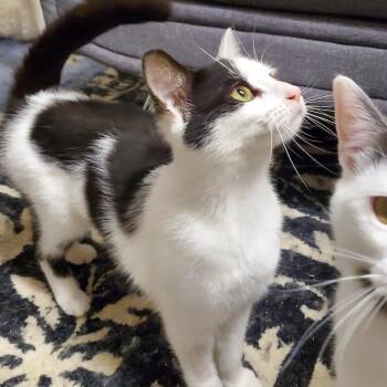 American Shorthair Cats Available for Adoption in Granville, Ohio - Pixel | PetCurious