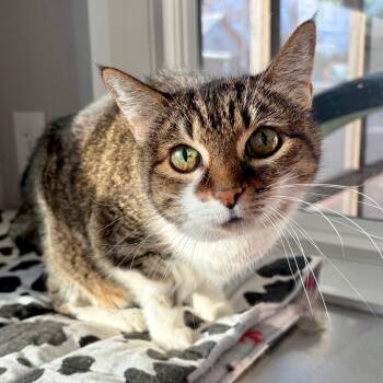 Peewee -  Domestic Short Hair Cat for Adoption in Kerrville, Texas - Peewee | PetCurious