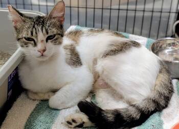 Sadie Jade -  Domestic Short Hair Cat for Adoption in San Jose, California - Sadie Jade | PetCurious