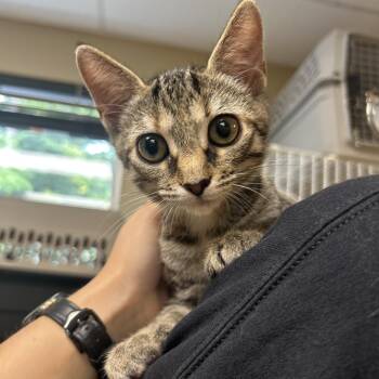 Autumn -  Domestic Short Hair Cat for Adoption in Myerstown, Pennsylvania - Autumn | PetCurious