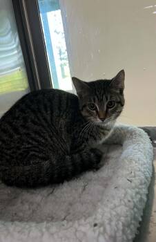 Nate -  Tiger and Domestic Short Hair Cat for Adoption in Austin, Minnesota - Nate | PetCurious