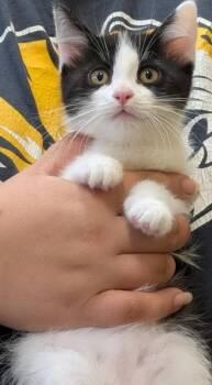 Rescue Domestic Short Hair Cats for Adoption in La Harpe, Kansas - Harlequin | PetCurious