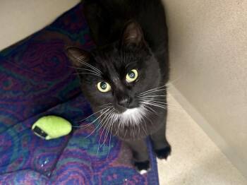 Domestic Short Hair Cats Available for Adoption - VELVETTE | PetCurious