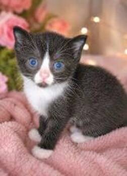 Domestic Short Hair Cats Available for Adoption in Portsmouth, Ohio - Little Richard | PetCurious