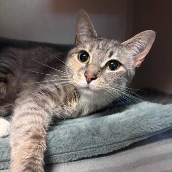 Meadow -  Domestic Short Hair Cat for Adoption in Providence, Rhode Island - Meadow | PetCurious