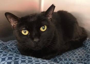 Domestic Short Hair Cats Available for Adoption in Oakland Park, Florida - Ruby - PSP | PetCurious