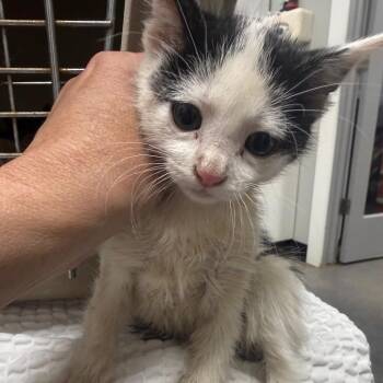 Monarch -  Domestic Short Hair Cat for Adoption in Normal, Illinois - Monarch | PetCurious