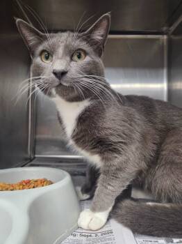 Rescue Domestic Short Hair Cats for Adoption in Hopkinsville, Kentucky - Harbard | PetCurious